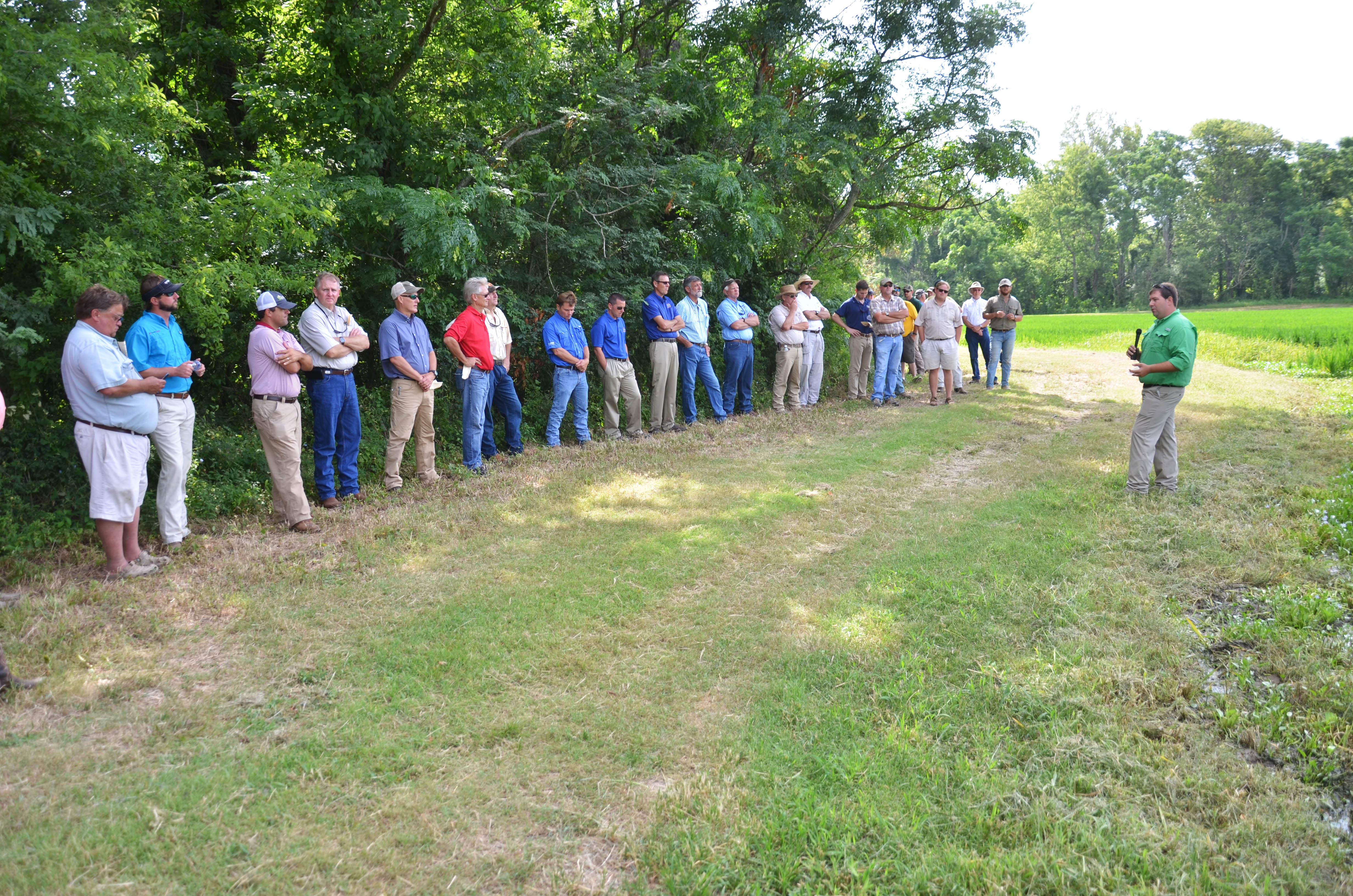 New rice varieties coming in pipeline